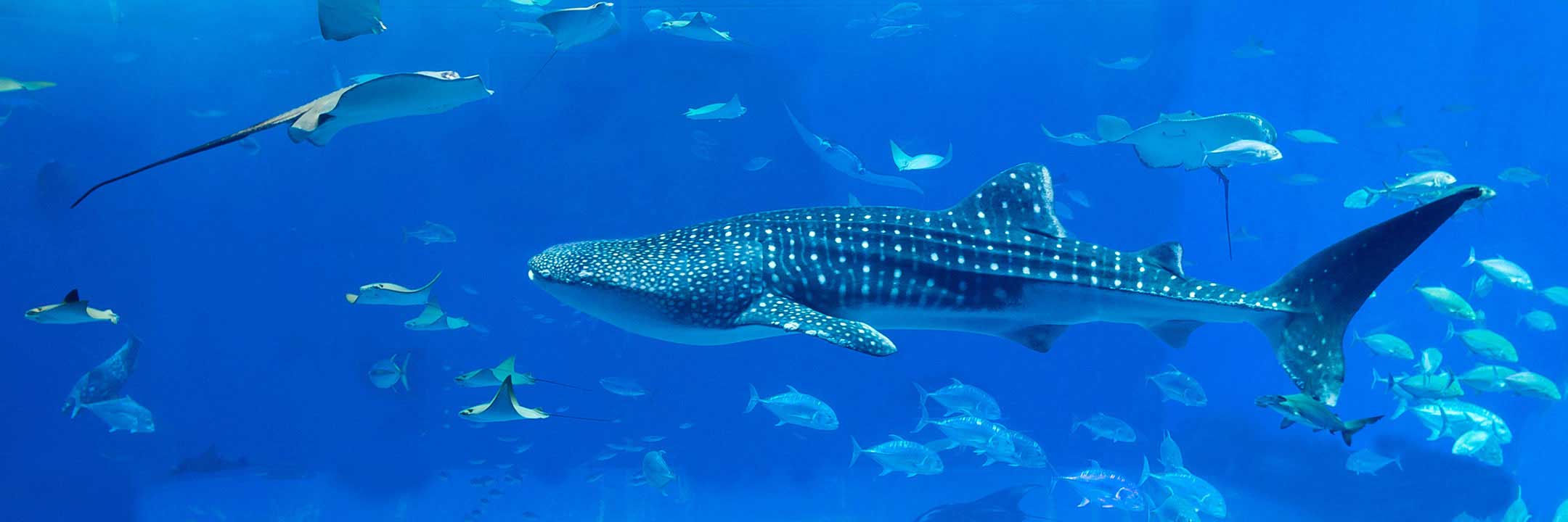 Alsco offers premium valves, pipe, hoses, fittings, and connectors engineered for reliable circulation, filtration, and treatment in pools, aquariums and aquatic recreational and entertainment facilities.