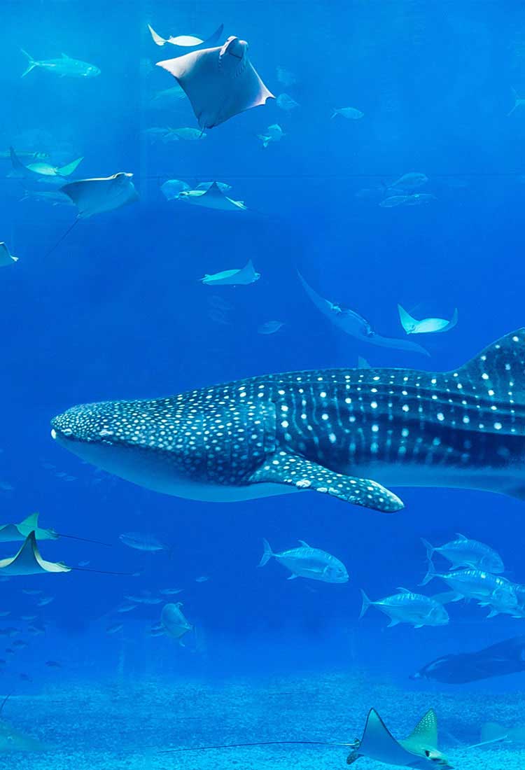 Alsco offers premium valves, pipe, hoses, fittings, and connectors engineered for reliable circulation, filtration, and treatment in pools, aquariums and aquatic recreational and entertainment facilities.